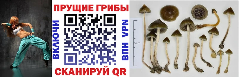 Галлюциногенные грибы мицелий  Купить  Мантурово 